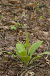 Wild comfrey